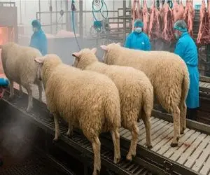 فرآوری گوسفند؛ گوسفند زنده رو انداخت تو آتیش بعد درسته هولش داد تو چرخ گوشت