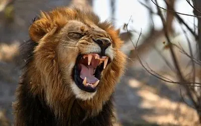 مستند حیات وحش؛ اتک شبونه شیرها به گوزن لاجون؛ زنده زنده چند نفری تیکه تیکش کردن
