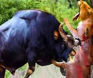 بدایع حیات وحش؛ بوفالو ددمنش شیر شریر چسبوند به درخت مثله کرد تا خانوادشو نجات بده