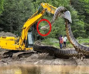 ابزارآلات غول پیکر؛ اپراتور بیل مکانیکی موقع صاف کردن جاده مهلک پیتون غول له میکنه