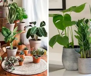 معرفی گیاهان آپارتمانی مقاوم / اینا رو بذار گوشه خونه خیلی خوشگلن اما ناز و ادا ندارن