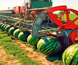 کشاورزی غول پیکر؛ با تجهیزات نوین و روش های جدید هندوانه عمل  میارن اندازه بالن