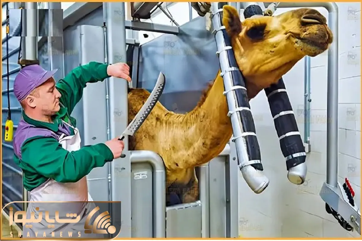 فرآوری شتر؛ اره برقی هم گردن ستبر شتر رو قطع نکرد شکمشو پاره کردن 