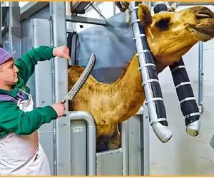 فرآوری شتر؛ اره برقی هم گردن ستبر شتر رو قطع نکرد شکمشو پاره کردن 