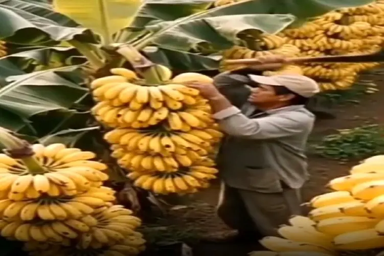 کشاورزی نوین؛ چنان موزهایی پرورش دادن خوشه اشو کندنی اندازه قد یاروئه