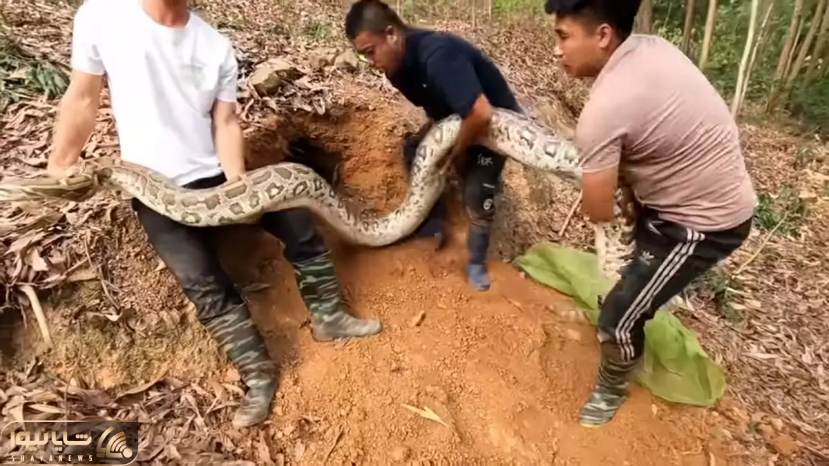 از جذابیت های حیات وحش؛ رفیق کله خر آقاهه واسه گرفتن این مار پیتون غول یهو دکتر شد