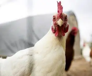  قیمت مرغ، گوشت قرمز، برنج و شکر چقدر افزایش یافت؟