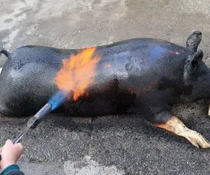 غذاهای غول‌پیکر؛ پشمای خوک حرومی رو کز میده از باسن شکمشو پر میکنه میپزه