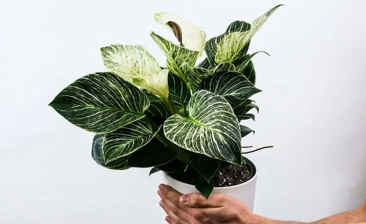 11zon_cropped-2023-11-05T163444.892