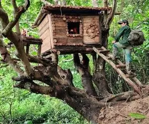 معماری خلاقانه؛ به جای آجر و سیمان با چوب و میخ توی جنگل بالای درخت کلبه ساخته