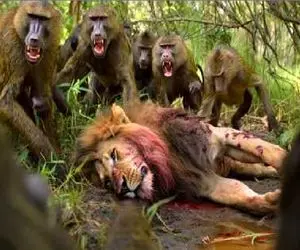 مستند حیات وحش؛ بابون های وحشی شیر رو به ذلت و رقت انداختند