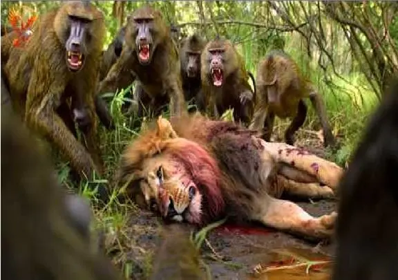 مستند حیات وحش؛ بابون های وحشی شیر رو به ذلت و رقت انداختند