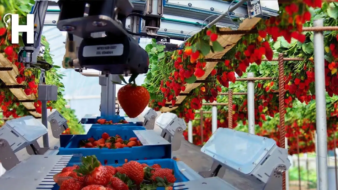 کشاورزی نوین؛ با تجهیزات جدید توت فرنگی پرورش دادن از بس پر محصول شده تریلی لازم شدن