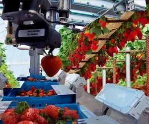 کشاورزی نوین؛ با تجهیزات جدید توت فرنگی پرورش دادن از بس پر محصول شده تریلی لازم شدن