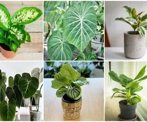 گیاهان آپارتمانی پهن برگ / خونه ی پولدارا پره ازین گلا خوب راه و رسم شیک بودنو میدونن