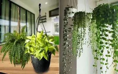 گیاهان آپارتمانی آویز و آبشاری؛ ایجاد کننده رودخانه مواج روی دیوار و معلق از سقف