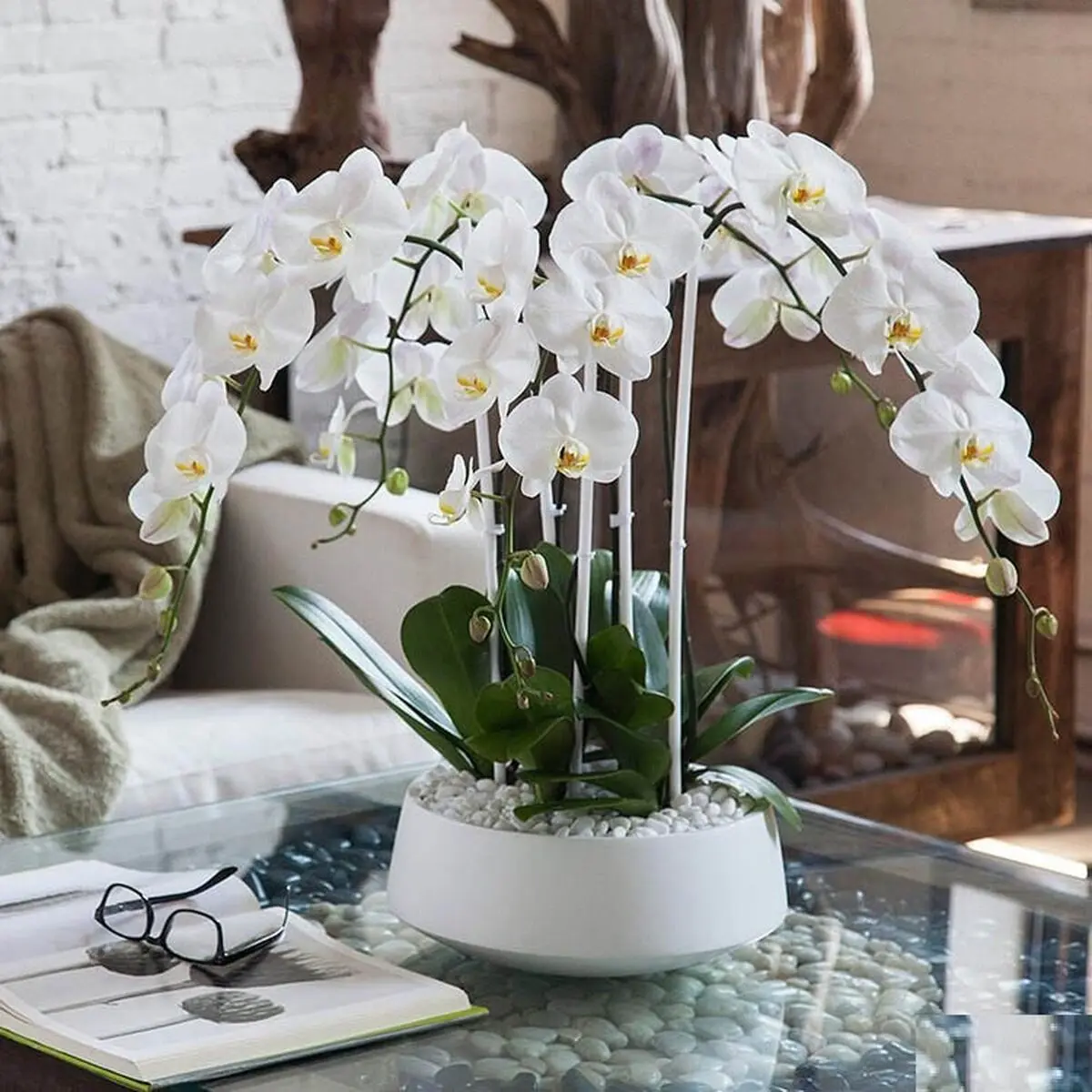 گل هایی که ثروت میارن