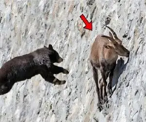 مستند حیات وحش؛ هزینه یورش خرس به بز کوهی و بی اعتنایی به جاذبه سنگین بود