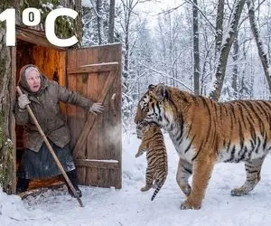 حیات وحش مصنوعی؛ ببر مغرور تو یخچال سیبری بچه یخ زده اش پناه داد به پیرزن تنها