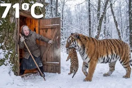 حیات وحش مصنوعی؛ ببر مغرور تو یخچال سیبری بچه یخ زده اش پناه داد به پیرزن تنها