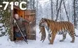 حیات وحش مصنوعی؛ ببر مغرور تو یخچال سیبری بچه یخ زده اش پناه داد به پیرزن تنها