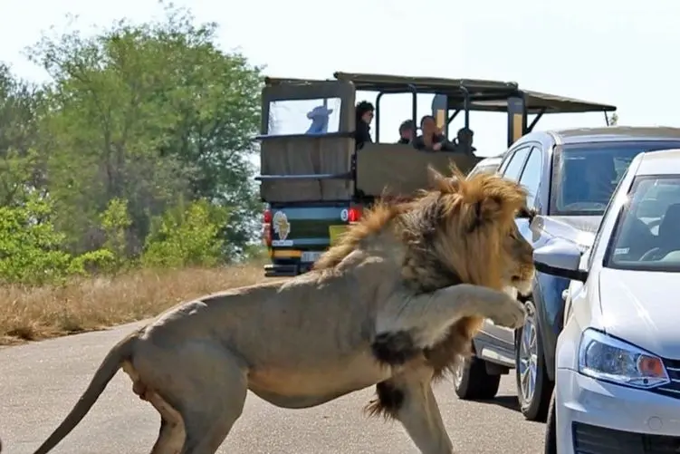 معماری طبیعت؛ شیر وسط جاده نشست و اتومبیل ها و آدم های توش غلاف کردن