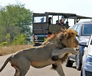 معماری طبیعت؛ شیر وسط جاده نشست و اتومبیل ها و آدم های توش غلاف کردن