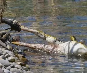 از جذابیت های حیات وحش؛ قورباغه گرفتار تو دهن مار میجهد و مار کلفت تاب میخوره