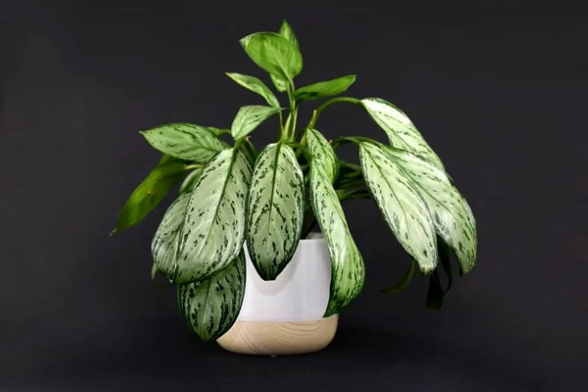 دلیل-پژمردگی_-برگ-آگلونما2