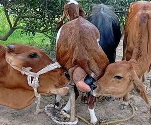 فراوری بز؛ یز سخاوتمند به گوساله های خیییلی بزرگ تر از خودش شیر میده