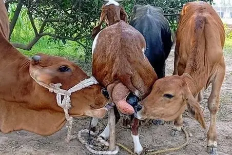 فراوری بز؛ یز سخاوتمند به گوساله های خیییلی بزرگ تر از خودش شیر میده