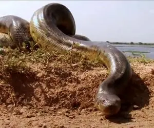از جذابیت های حیات وحش؛ مار پیتون غول پیکری که حرکتش زمین رو به لرزه درمیاره