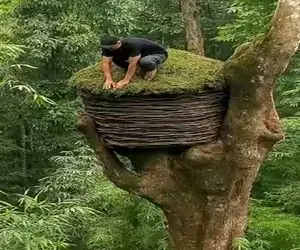 معماری خلاقانه؛ درخت سوراخ داش یارو استعداد یه کلبه درختی با بخاری ساخت توپ پله هم زد