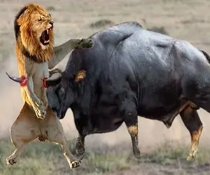 صحنه دهشتناک؛ بوفالوی شریر شیر بدسگالی که میخواست توله ش رو بخوره جرواجر کرد