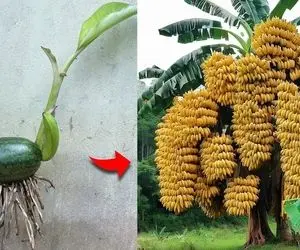 فرآوری هندوانه موزی؛ موز رو با هندوانه پیوند زدن و حاصل شد این شیرین بهشتی پر محصول