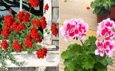 شرایط نگهداری از گل شمعدانی / رازهایی درباره رشد خوب، تکثیر و گلدهی همیشگی