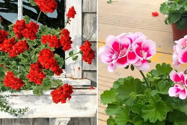 شرایط نگهداری از گل شمعدانی / رازهایی درباره رشد خوب، تکثیر و گلدهی همیشگی