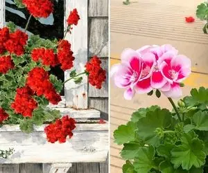 شرایط نگهداری از گل شمعدانی / رازهایی درباره رشد خوب، تکثیر و گلدهی همیشگی