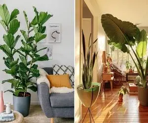گل های طبیعی بزرگ آپارتمانی / اینا تو زندگیه قبلیشون غول بودن الان شدن گیاه گوشه خونه