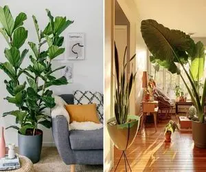 گل های طبیعی بزرگ آپارتمانی / اینا تو زندگیه قبلیشون غول بودن الان شدن گیاه گوشه خونه