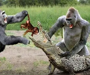 شاهکار حیات وحش؛ گوریل ددمنش تمساح سفاکی که درحال بلعیدن بچه اش بود و سر برید