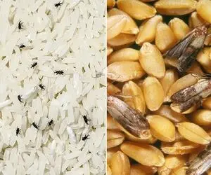 از بین بردن حشره حبوبات/ با دیدنشون مور مور میشی  ولی نخود لوبیاتو نریز دور تمیز میشن