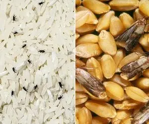 از بین بردن حشره حبوبات/ با دیدنشون مور مور میشی  ولی نخود لوبیاتو نریز دور تمیز میشن