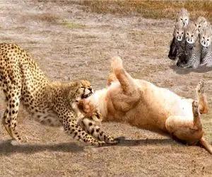 جنگ حیات وحش/چیتا موفق به گرفتن انتقام خودش از گراز شد/سرعت چیتا از لامبورگینی بیشتره