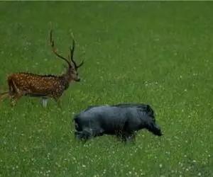 بر مدار وحش؛ کراز بچه غزال رو عین آدامس میجوعه