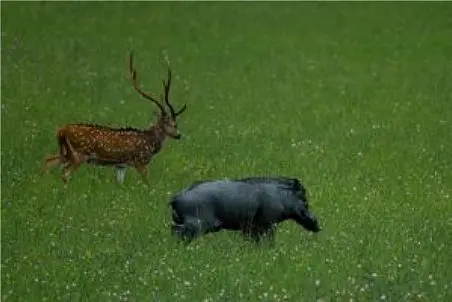 بر مدار وحش؛ کراز بچه غزال رو عین آدامس میجوعه