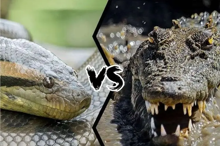 مستند حیات وحش؛ پیتون؛ تمساح