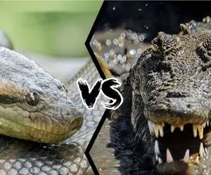 مستند حیات وحش؛ پیتون؛ تمساح