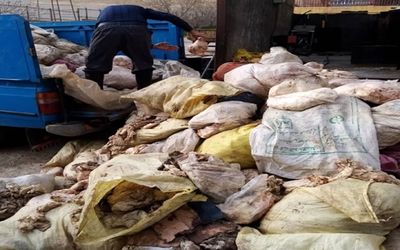 کشف بیش از 6 تن پوست مرغ در استان کرمانشاه