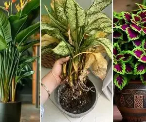 دلیل زرد شدن برگ گیاهان آپارتمانی؛ اشتباهات رایج در نگهداری از آبیاری تا کود و نوردهی